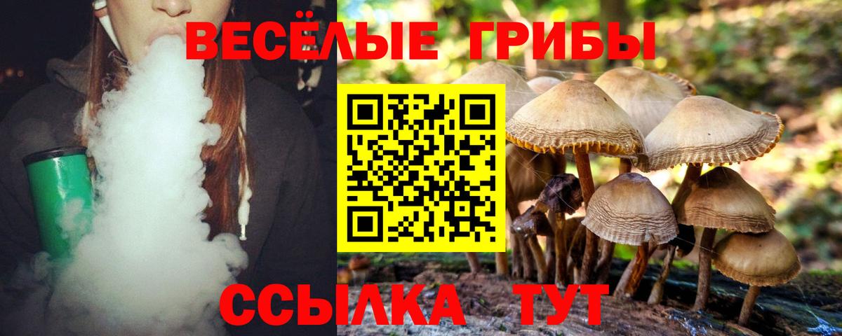 Псилоцибиновые грибы Psilocybe Ессентуки